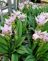 RARE !!! CURCUMA ALISMATIFOLIA HELLROSÉ "SIAM SWING" PFLANZE