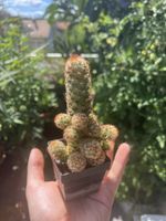 Mammillaria elongata ‘Dunkel’ 🌵