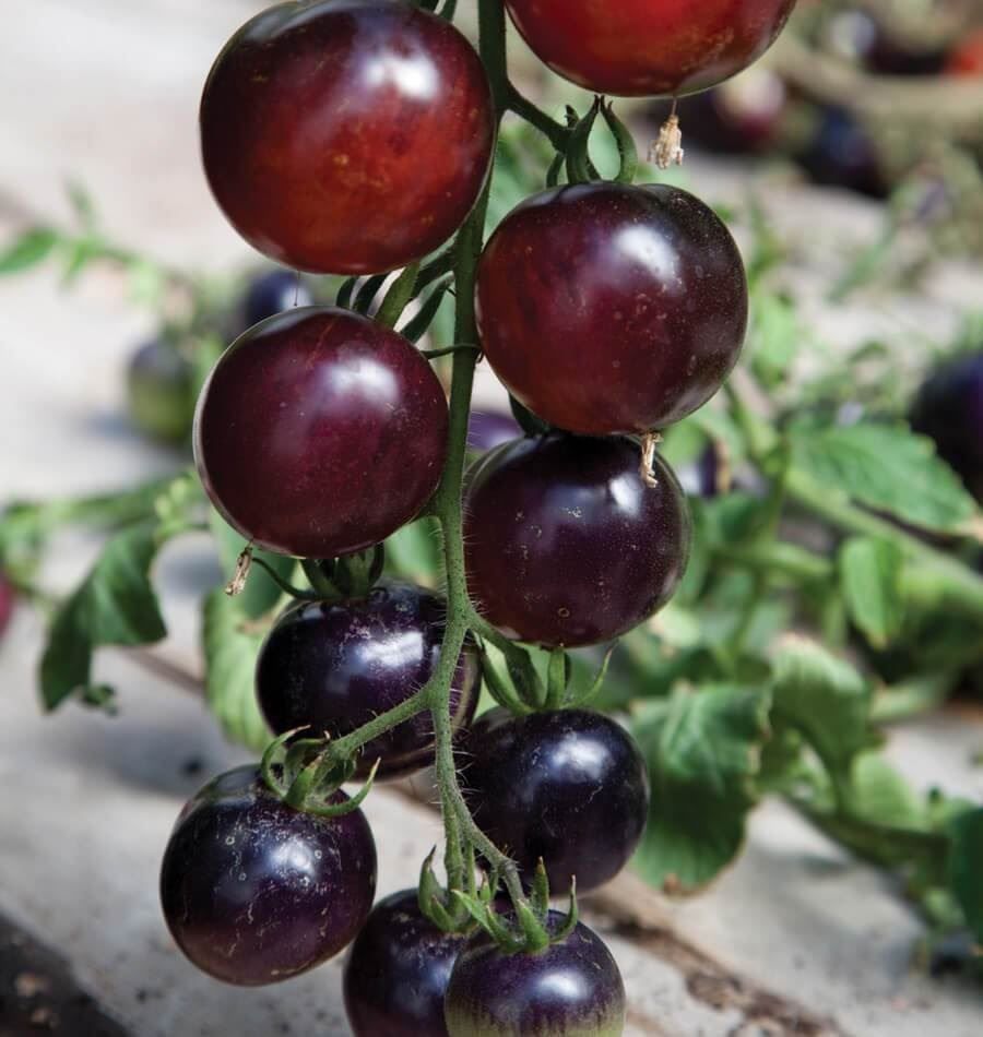 Piante & sementi: 50 Samen schwarze Tomate INDIGO ROSE – Nuovo (secondo la descrizione) da Ehrendingen venduto da VerveinaSamen 1