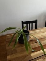 Orchidee mit Topf