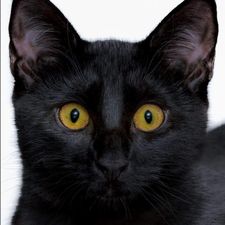 Profile image of Al_Jo