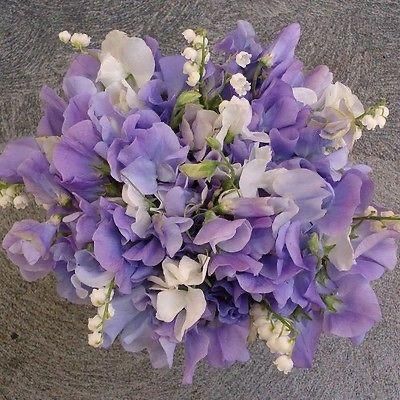 Pflanzen & Samen: 15 Samen Duftwicke ELEGANCE LAVENDER – Neu (gemäss Beschreibung) aus Ehrendingen von VerveinaSamen 5