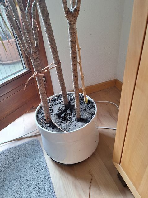 Pflanzen & Samen: Dracena – Gebraucht aus Buchs SG von gibol 1