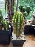 Lobivia Hybrid born to be wild x Tricho schaferi rosa