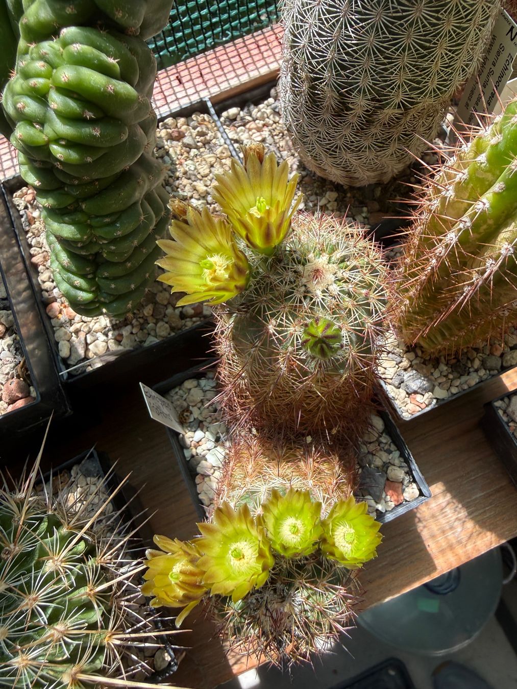 Piante & sementi: Echinocereus viridiflorus Hybrid – Usato da Rorbas venduto da SimS0n