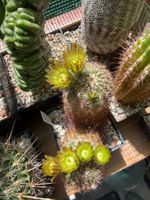 Echinocereus viridiflorus Hybrid