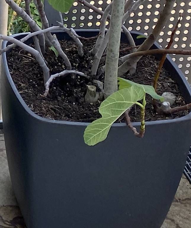 Plantes & graines: Feigenbaum inkl. Balkontopf grau – D'occasion à Zürich par emw_cpq8 1
