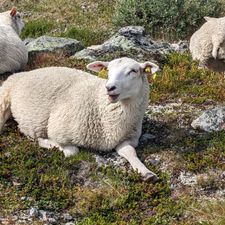 Profile image of Thesheep