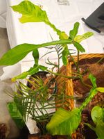 Philodendron joepii albo