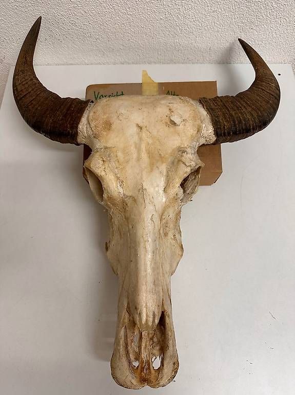 Altre raccolte & rarità: Vintage Wasserbüffel Schädel Trophäe mit Hornscheiden – Usato da Obernau venduto da Arche_Noah_Brocki