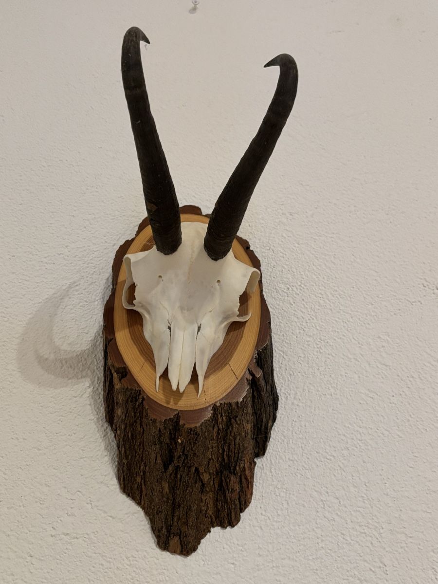 Altre raccolte & rarità: Gamstrophäe, Wanddeko – Usato da Stein venduto da mungg_1 1