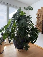 Monstera