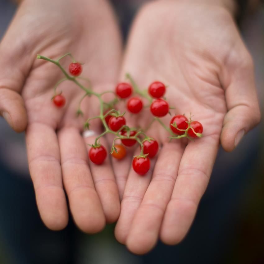Piante & sementi: 50 Samen Johannisbeertomate – Nuovo (secondo la descrizione) da Ehrendingen venduto da VerveinaSamen