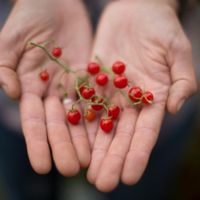 50 Samen Johannisbeertomate