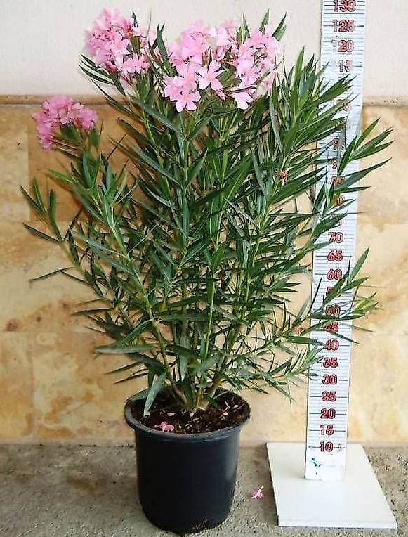Piante & sementi: 140 cm  OLEANDER ROSA C30-15L – Nuovo e nell'imballaggio originale da Zuckenriet venduto da Thur_Plant