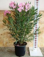 140 cm  OLEANDER ROSA C30-15L