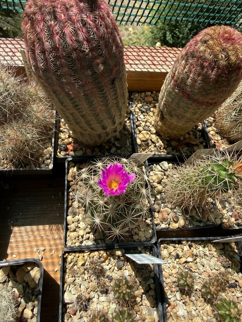 Piante & sementi: Escobaria hesteri – Usato da Rorbas venduto da SimS0n