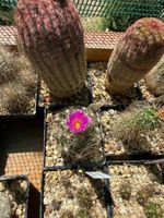 Escobaria hesteri