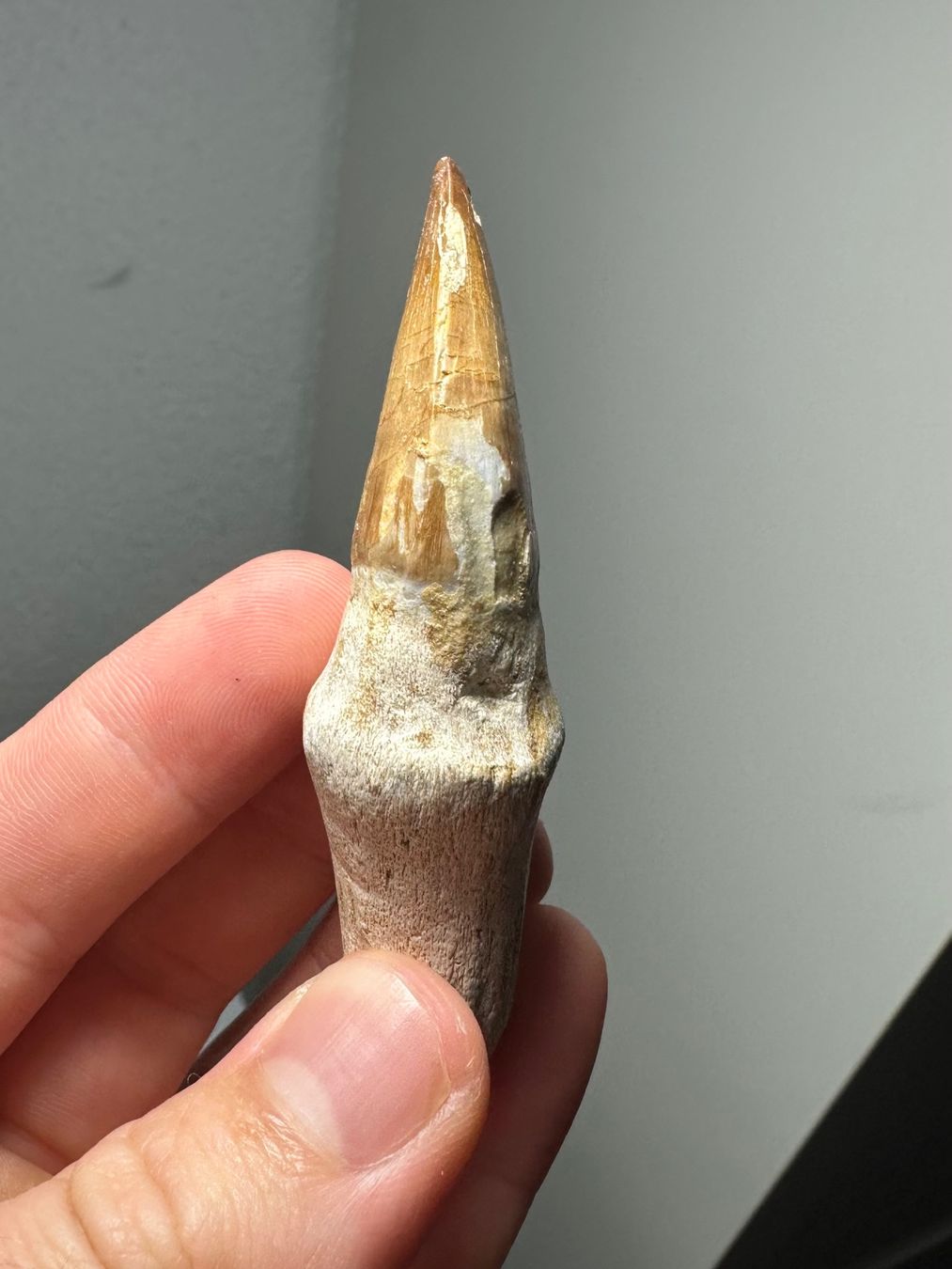 Fossilien: Fossiler Mosasaurus sp. Zahn inkl. Wurzel – Gebraucht aus Lutzenberg von CS65 8