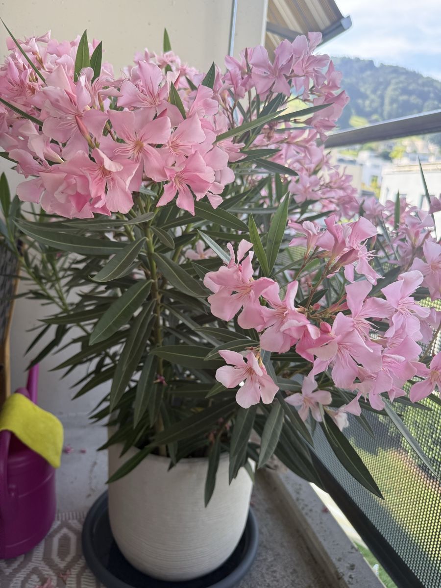 Plantes & graines: Merium Oleander Pflanze – Neuf (Voir description) à Root par Jana_Ma 2