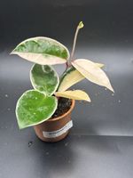 Hoya Krimson Queen (1-9)