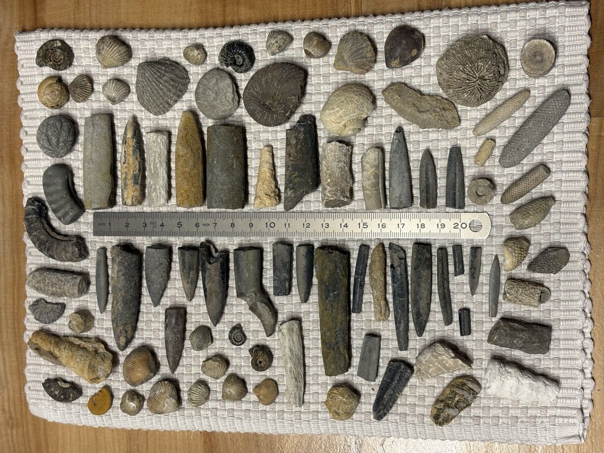 Fossilien: Versteinerung Sammlung – Gebraucht aus Rümlang von euqinom16