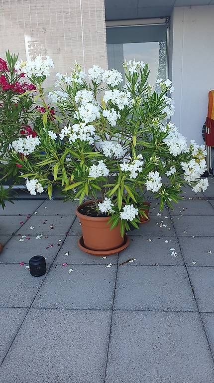 Plantes & graines: Oleander ca 150cm – D'occasion à Bellikon par Gecko031069