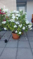 Oleander ca 150cm