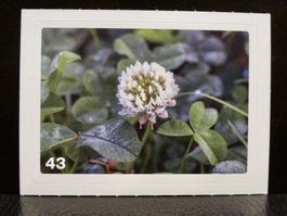 MIGROS MANIA Nature Detectives Nr. 43