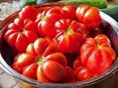 Pflanzen & Samen: 50 Samen Costoluto Fiorentino Tomate – Neu (gemäss Beschreibung) aus Ehrendingen von VerveinaSamen 3