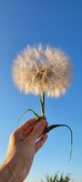 Riesen Pustenblume (Haferwurzel)