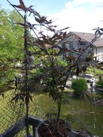 Acer Palmatum Sumi-Nagashi roter ahorn