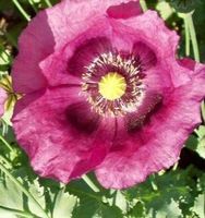 20 SAMEN MOHN ROSÉ SAATGUT GRAINES SEMI SEEDS‪‪‪