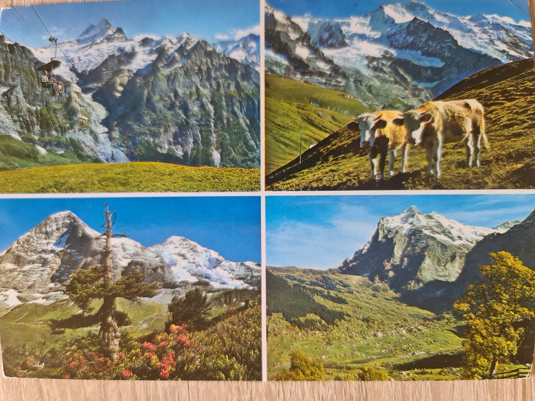 Cartoline postali: Ansichtskarte Grindelwald kleine Scheidegg 1963 – Usato da Dintikon venduto da Vexi