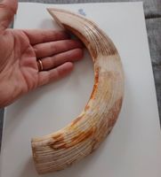 Zahn Warzenschwein 25cm Knochen Kuriosität Schädel