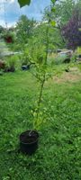 Hibiskus Baum mit Bluete im Topf6