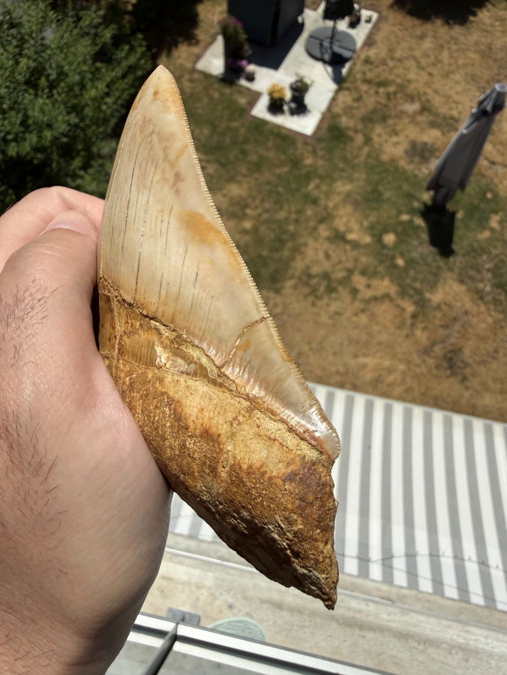 Fossilien: Monster Megalodon Zahn Indonesien – Gebraucht aus schüpfen von rica122 2