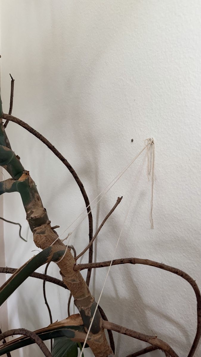 Pflanzen & Samen: Monstera sehr gross – Gebraucht aus Zürich von sariella 4