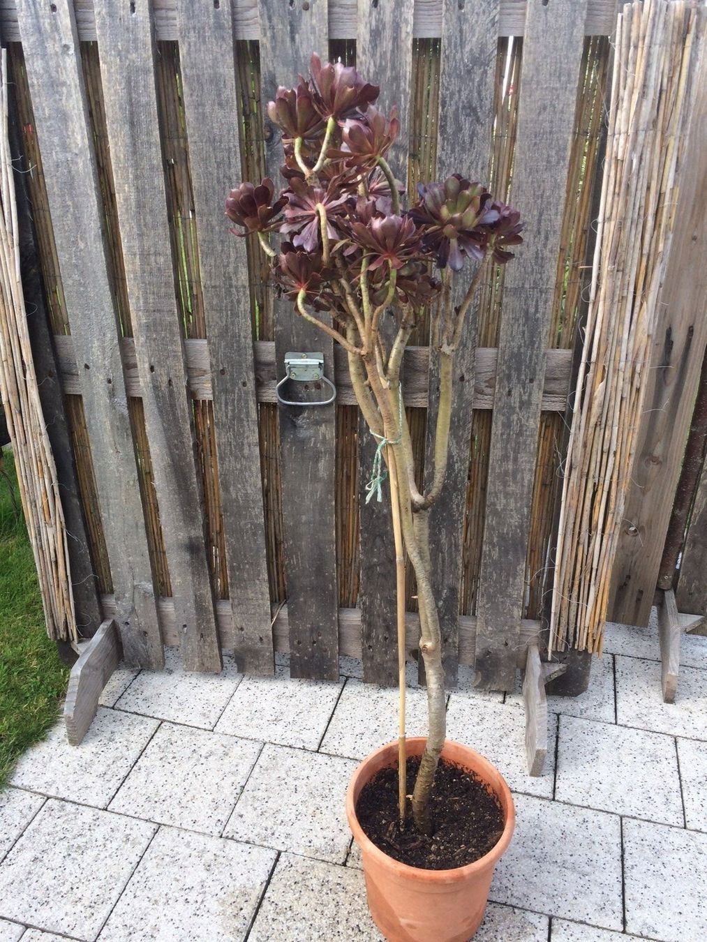 Piante & sementi: Aeonium arboreum purpurum – Nuovo (secondo la descrizione) da Vinelz venduto da Wellensittich55 3