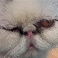 Profile image of Oropouche