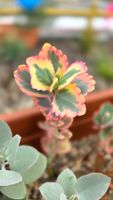 Kalanchoe fedtschenkoi Variegata 🪷