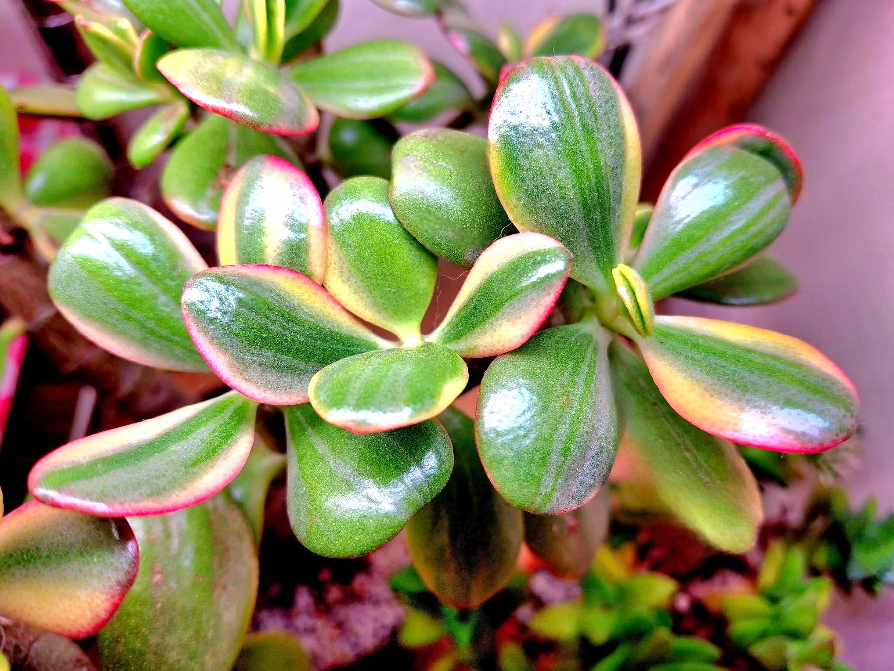 Piante & sementi: Crassula ovata 'Hummel's Ghost' – Nuovo (secondo la descrizione) da Zürich venduto da The_Plant_Wizard 3
