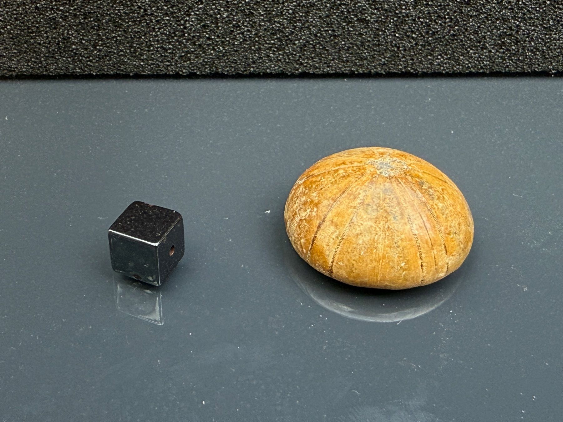 Fossiles: Fossil sea urchin (echinoid) – D'occasion à Vésenaz par RMShop