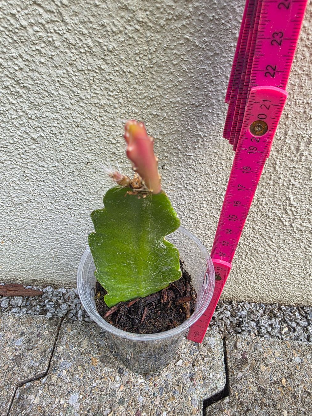 Piante & sementi: Epiphyllum "Cooperi" bewurzelter Steckling – Nuovo (secondo la descrizione) da Thalheim venduto da silvara01 4