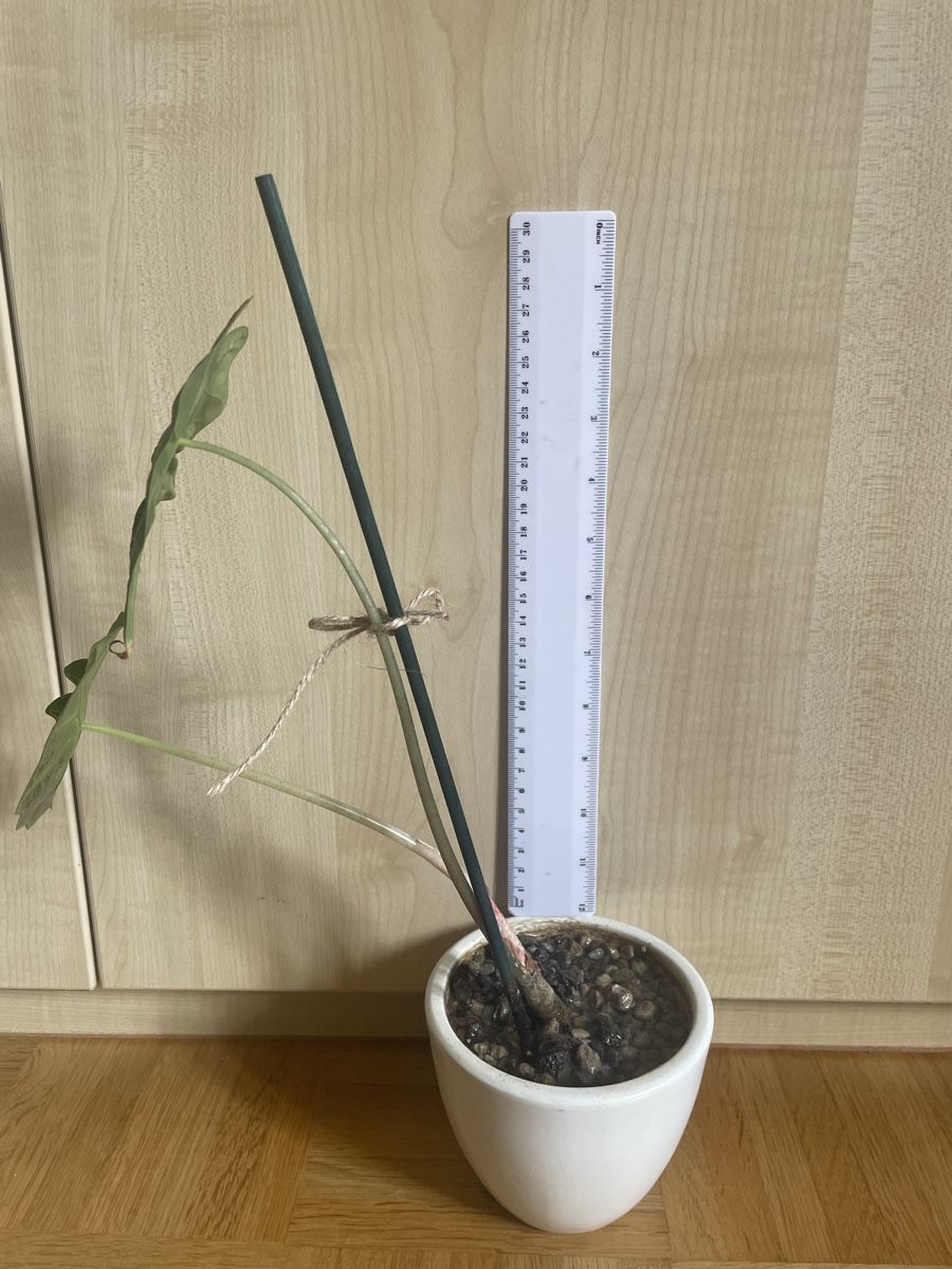 Plantes & graines: Alocasia Polly – D'occasion à Bern par zoe_zkb5 1
