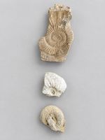 3 schöne Ammoniten-Fossilien – Versteinerungen, Sammlerstück