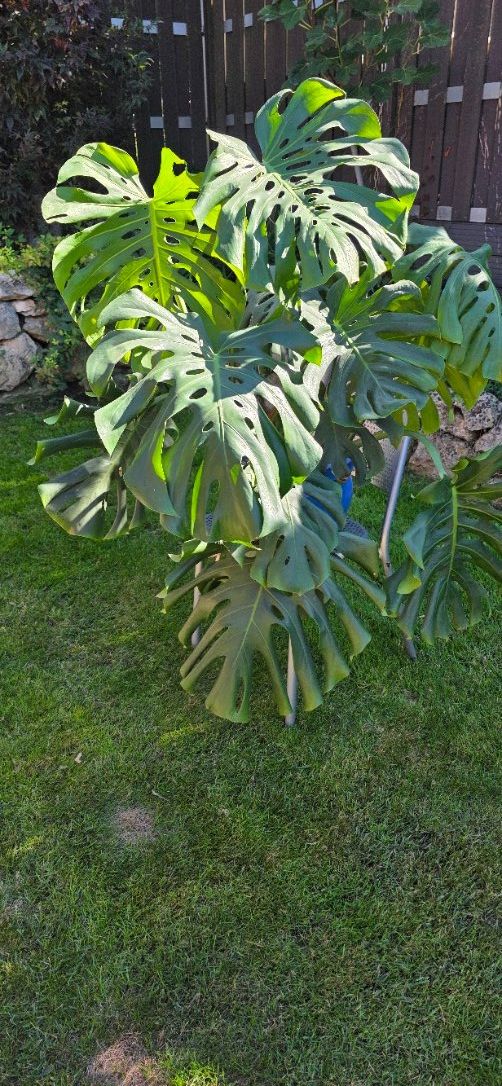 Piante & sementi: Zimmerpflanze Monstera – Usato da Oberwil BL venduto da mst65