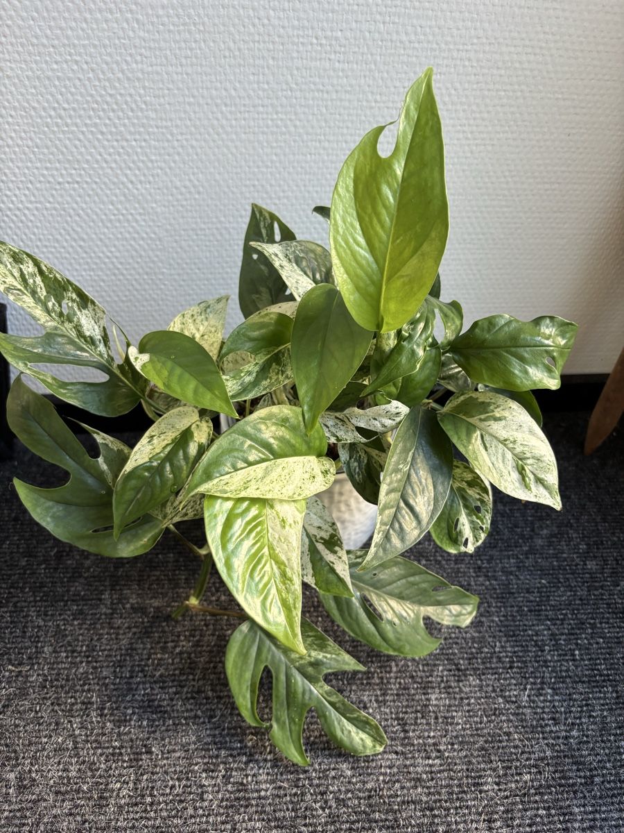 Plantes & graines: Epipremnum Pinnatum Marble, Marble Pothos – D'occasion à Alpnach Dorf par lisa_plants 3