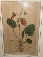 Handkolorierter Kupferstich William Curtis 18. Jahrhundert