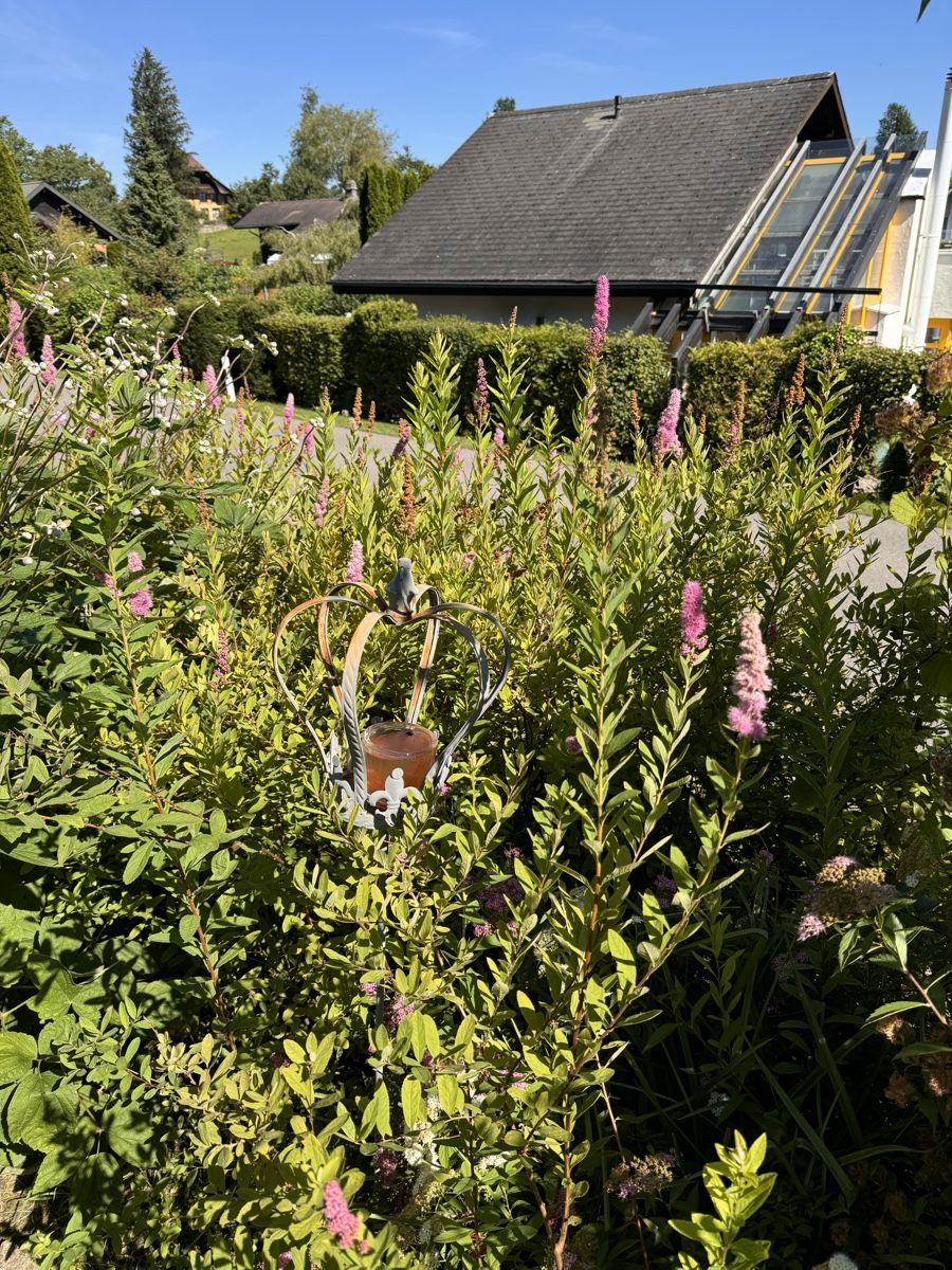 Pflanzen & Samen: Spiraea Rosa – Gebraucht aus Höfen b. Thun von Leonie2112 1